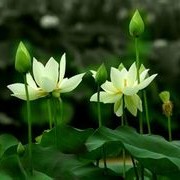 爱情
