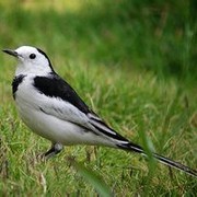 鹡鸰