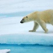 白熊